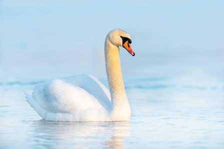 лебедь в воде