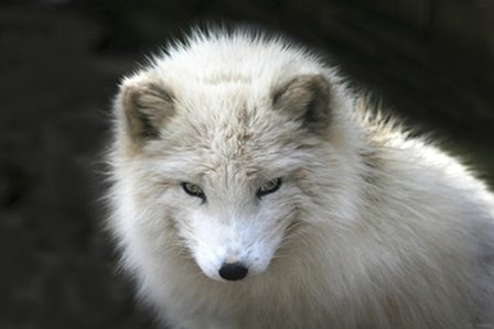 полярная лиса