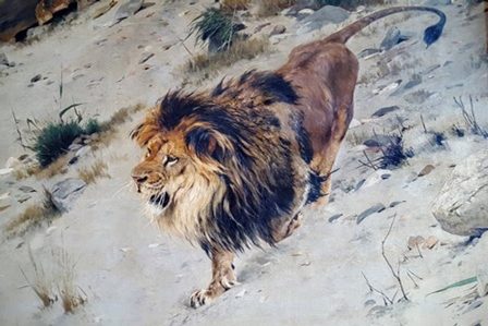 лев охотится 