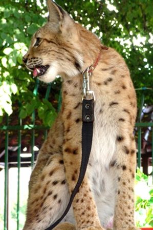 дикая кошка с ошейником