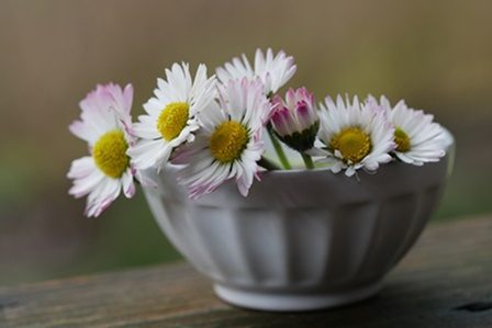 ромашки в блюдце