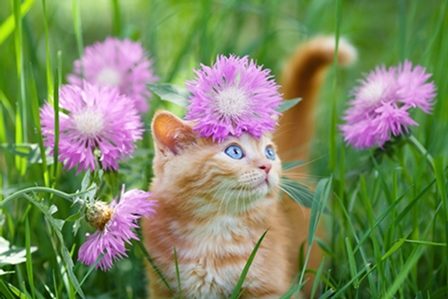 котик в поле цветов
