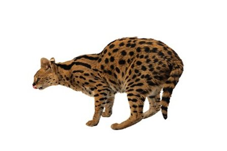 дикая кошка