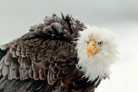 крупная птица