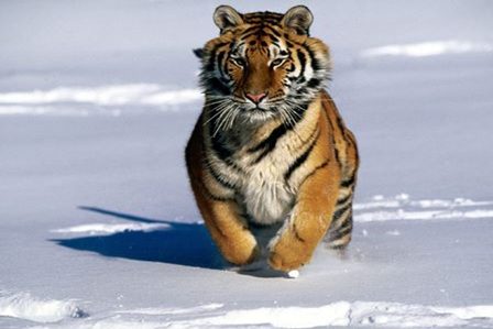 тигр бежит в снегу