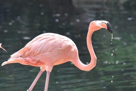 фламинго у воды