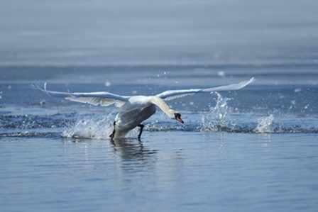 лебедь в воде