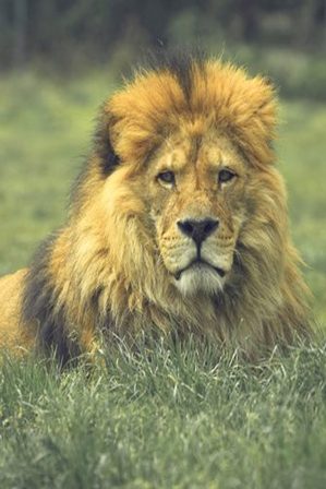 лев в траве