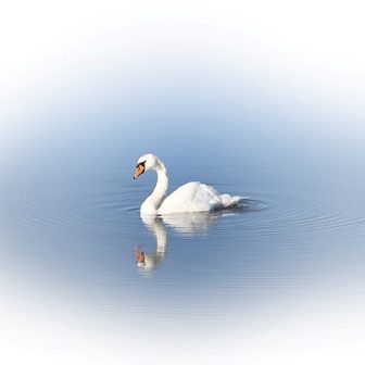 лебедь в озере
