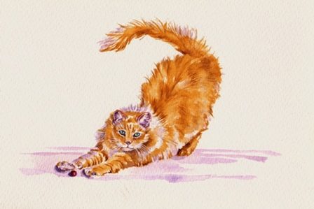 рыжий кот