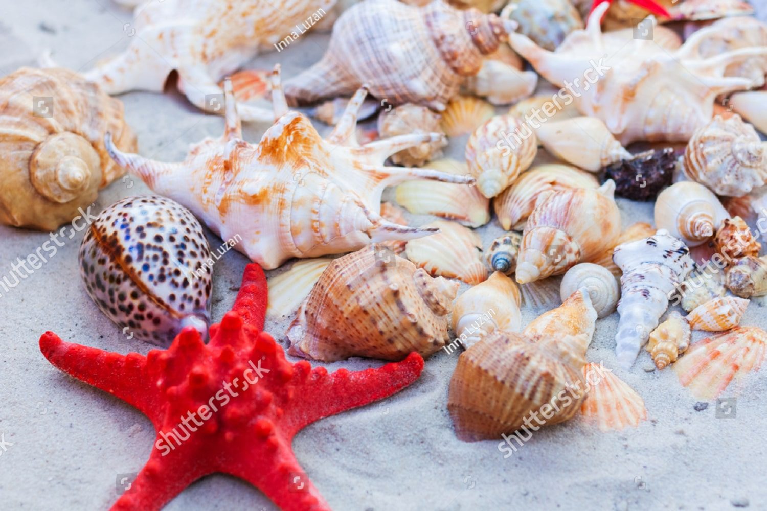 ракушки и морская звезда