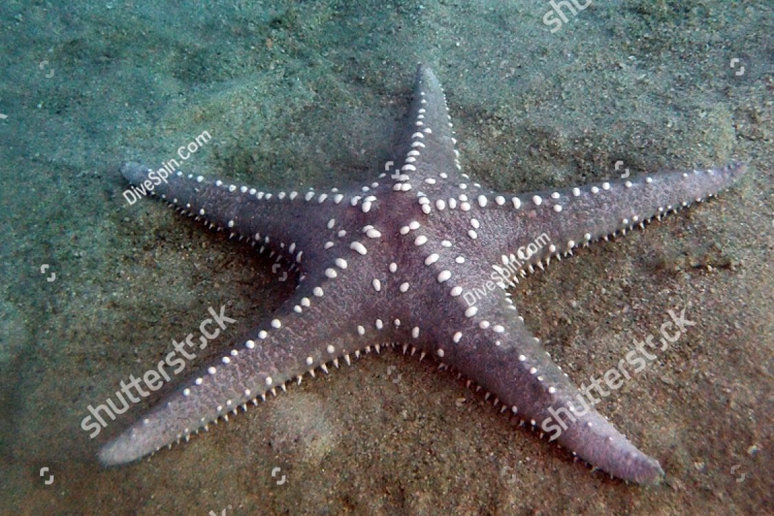 морская звезда на песке