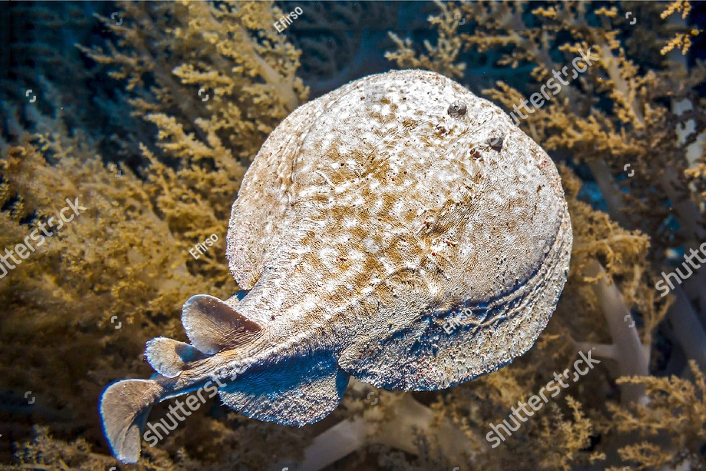 Маленький морской скат