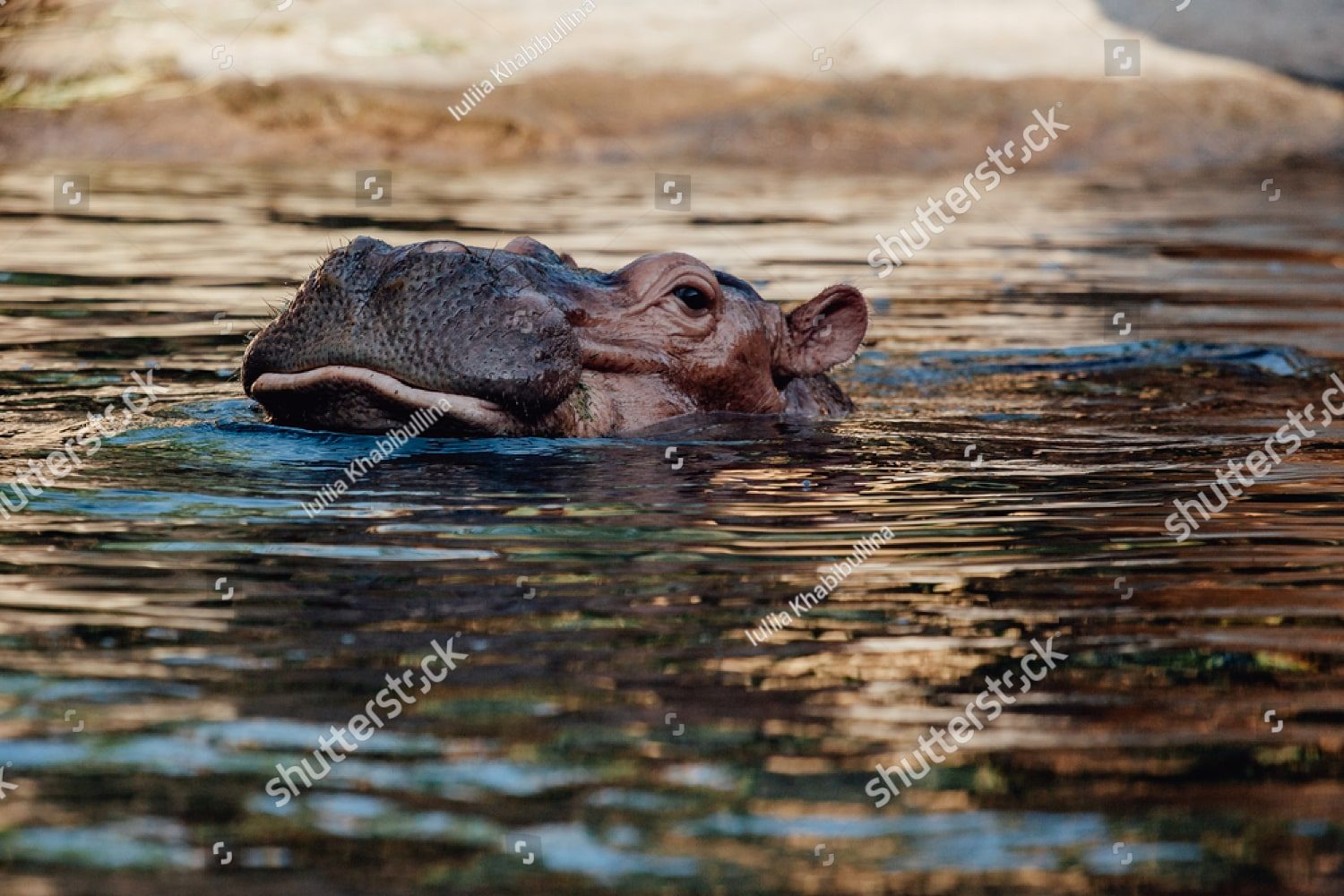 бегемот в воде