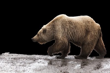 коричневый медведь
