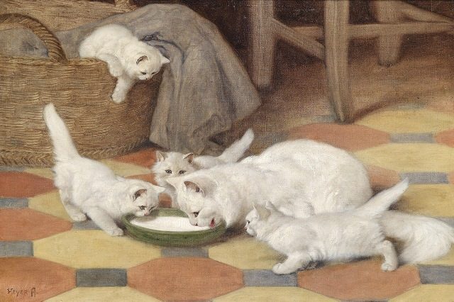 котики пьют молоко 