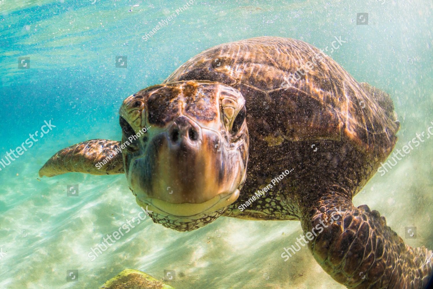 Морская черепаха