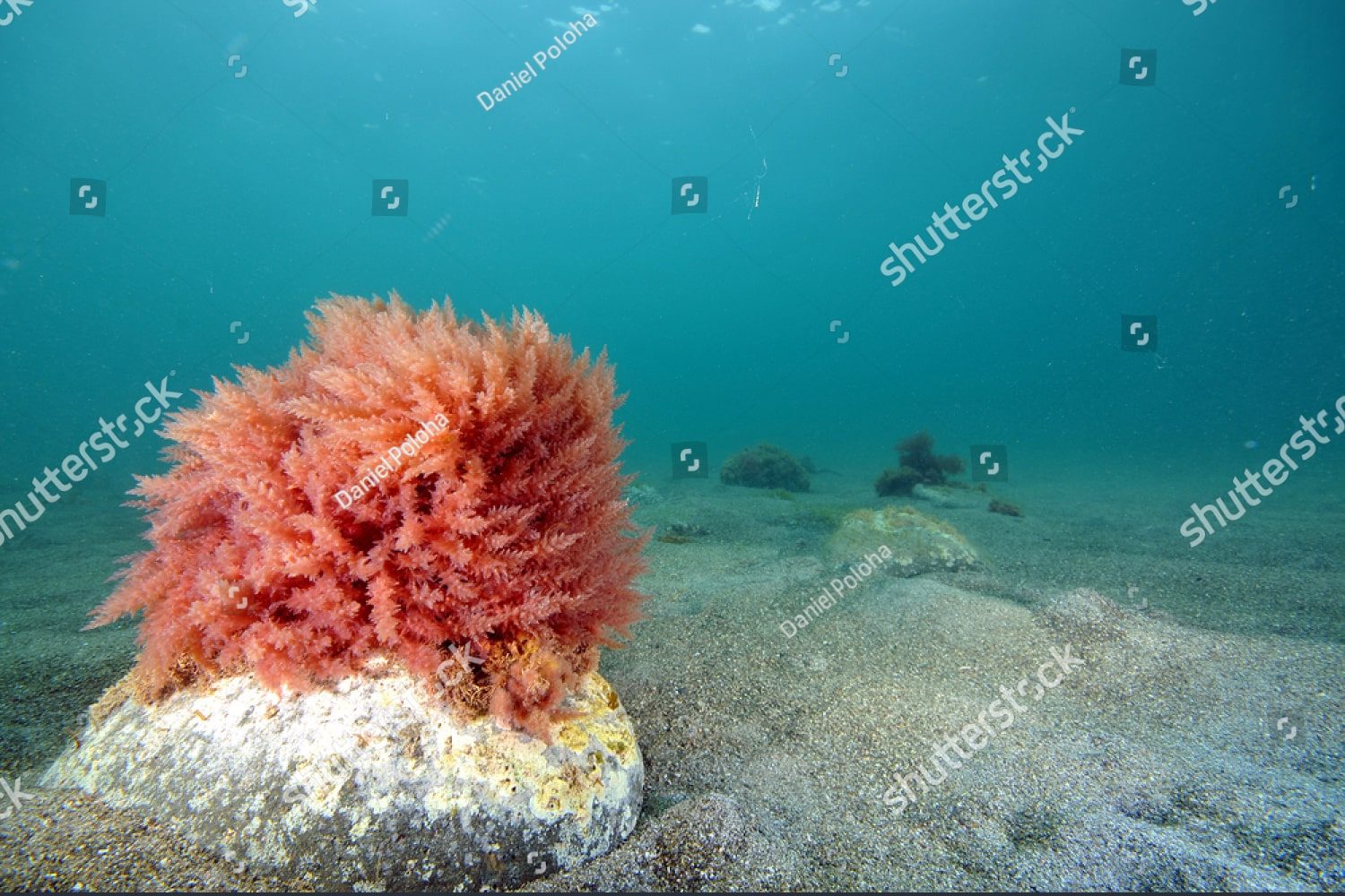 Красные водоросли