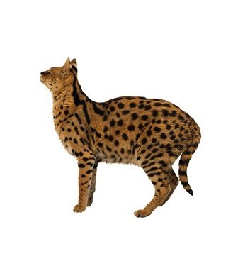 леопардовая кошка