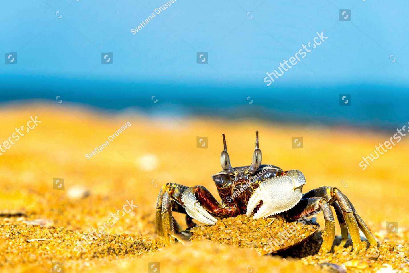 краб на песчаном пляже