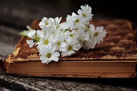 ромашки на книге