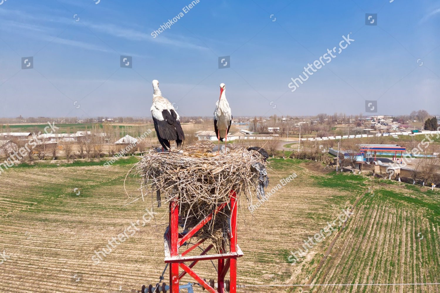 пара аистов