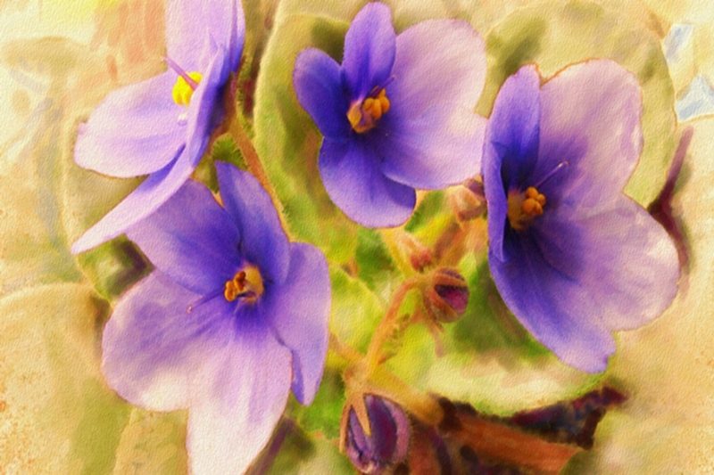прекрасные фиалки