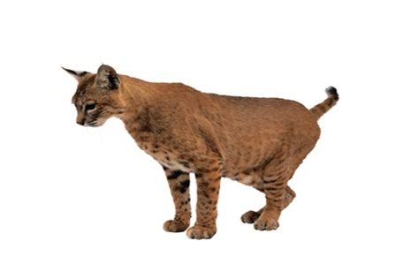 дикая кошка