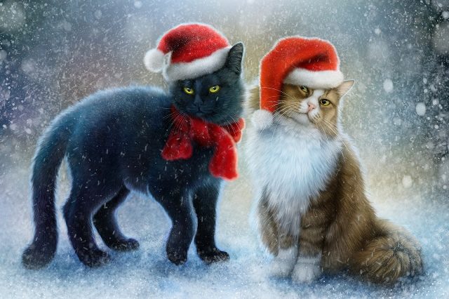новогодние котики 