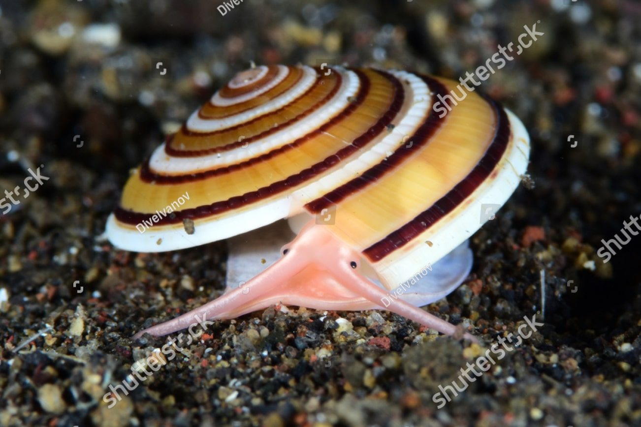 морская улитка