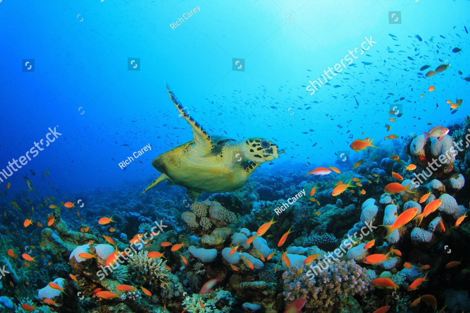 Подводный мир