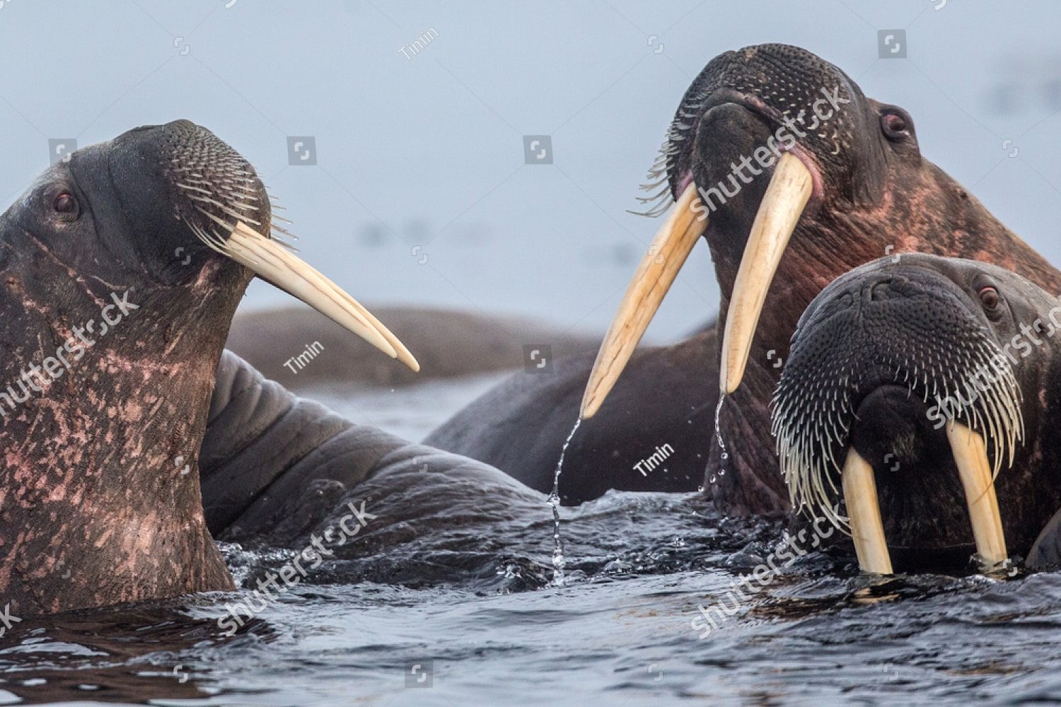 Моржи