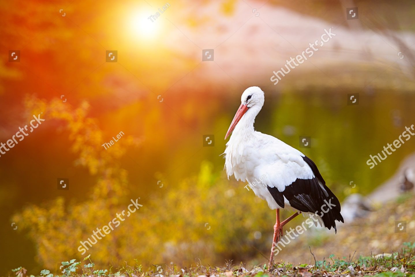аист и закат