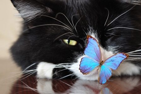 котик и бабочка