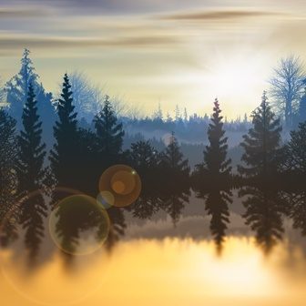 хвойные леса