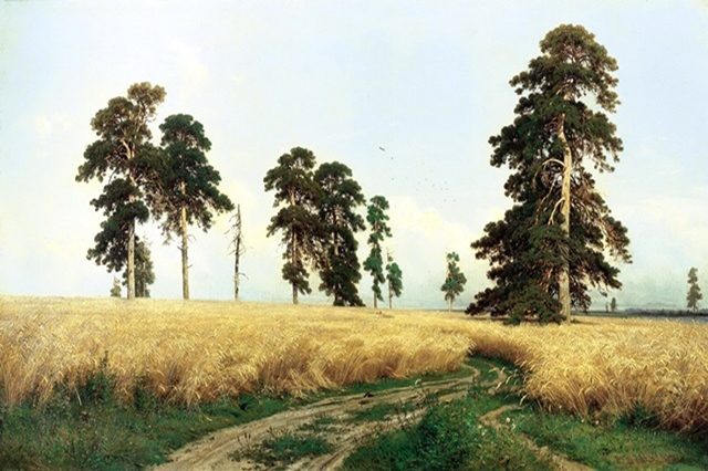 поле ржи
