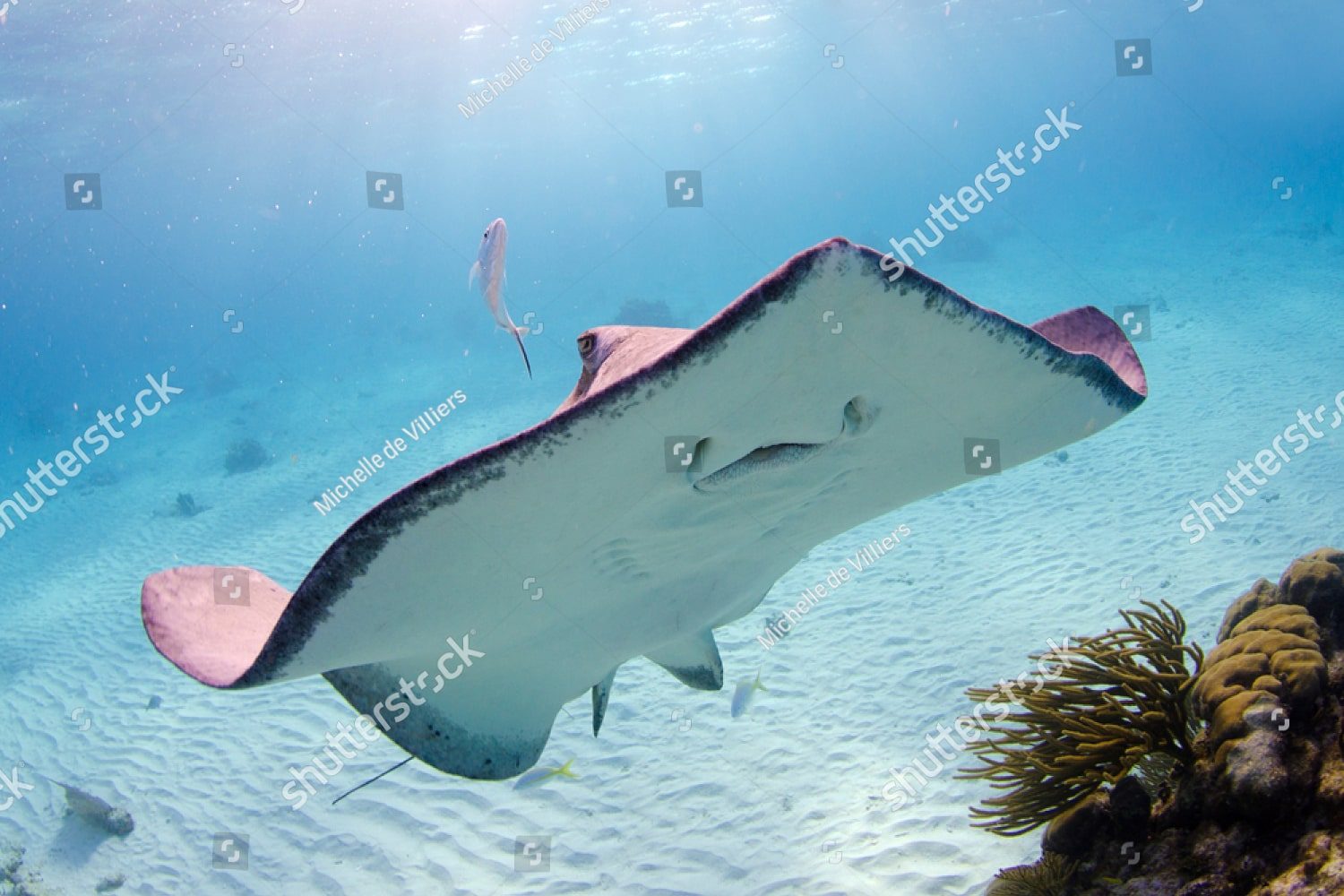 Морской скат