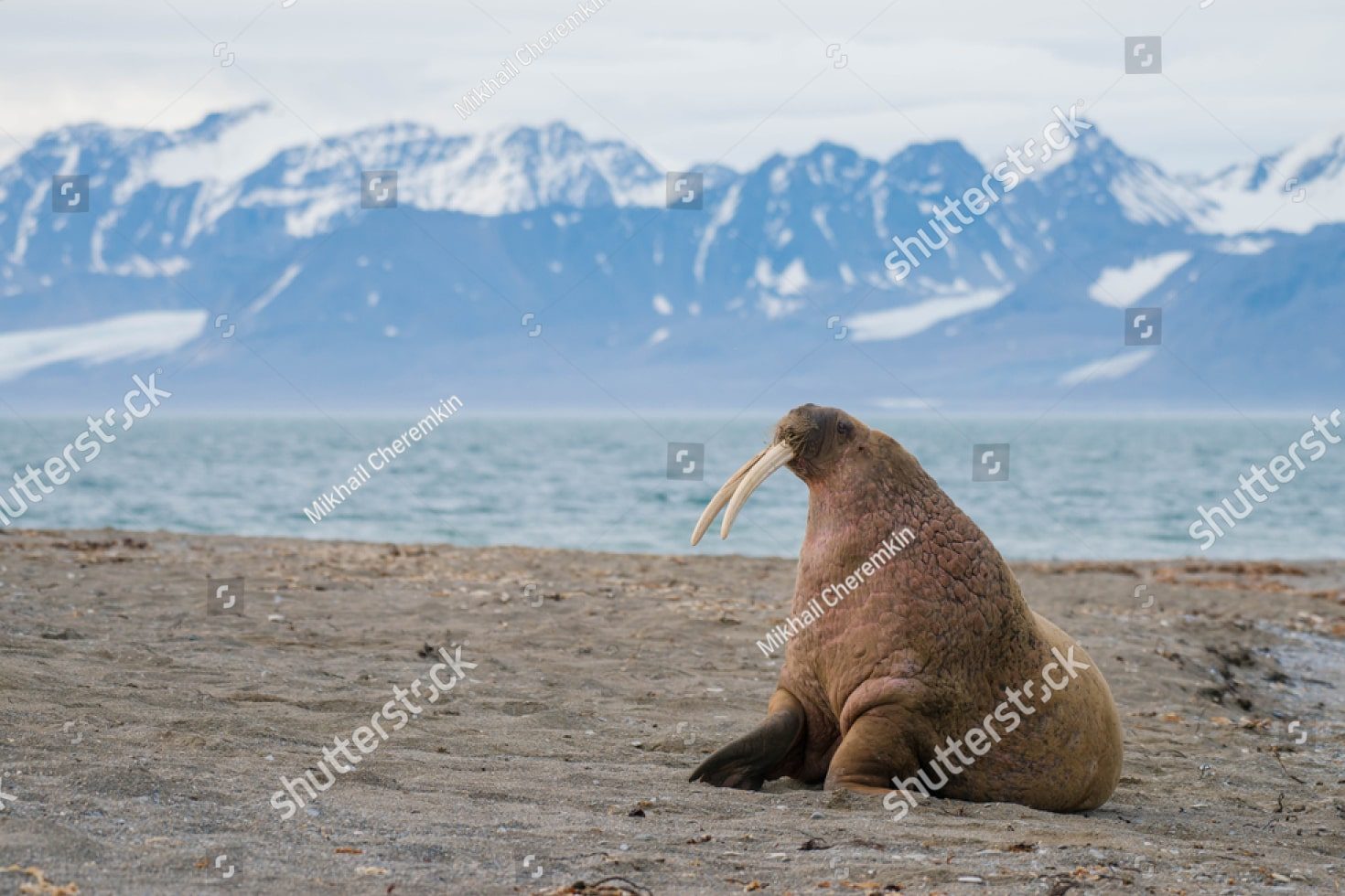 крупный морж