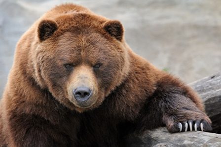 взрослая медведиха