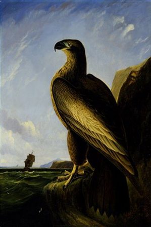 орел