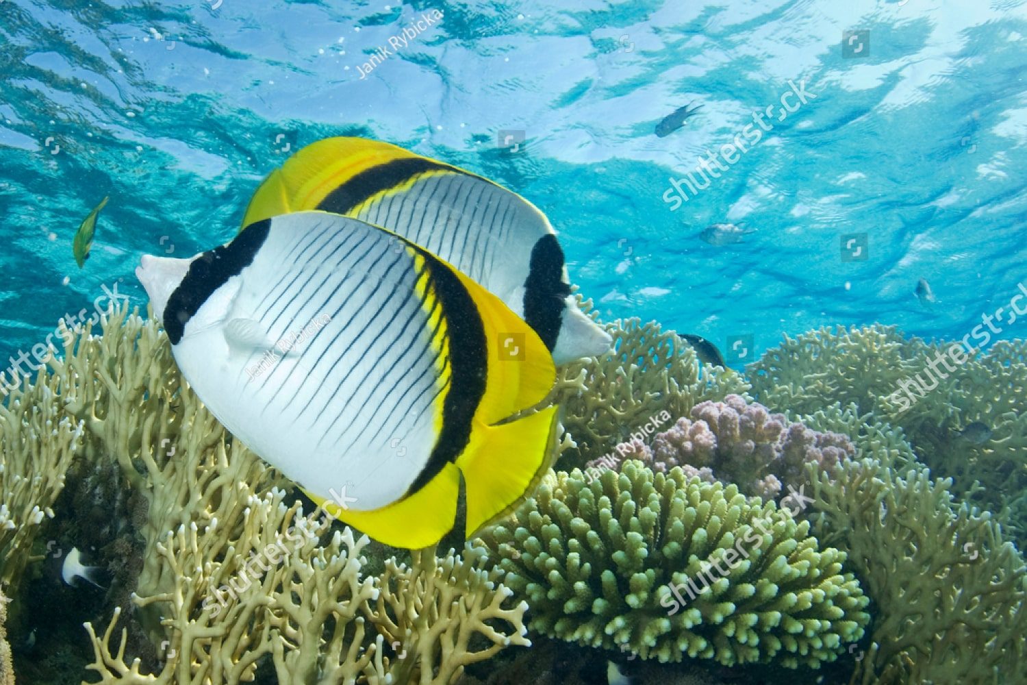 морская рыбка