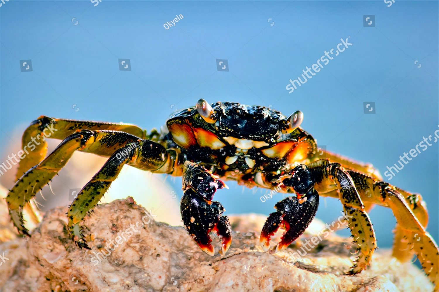 крупный краб