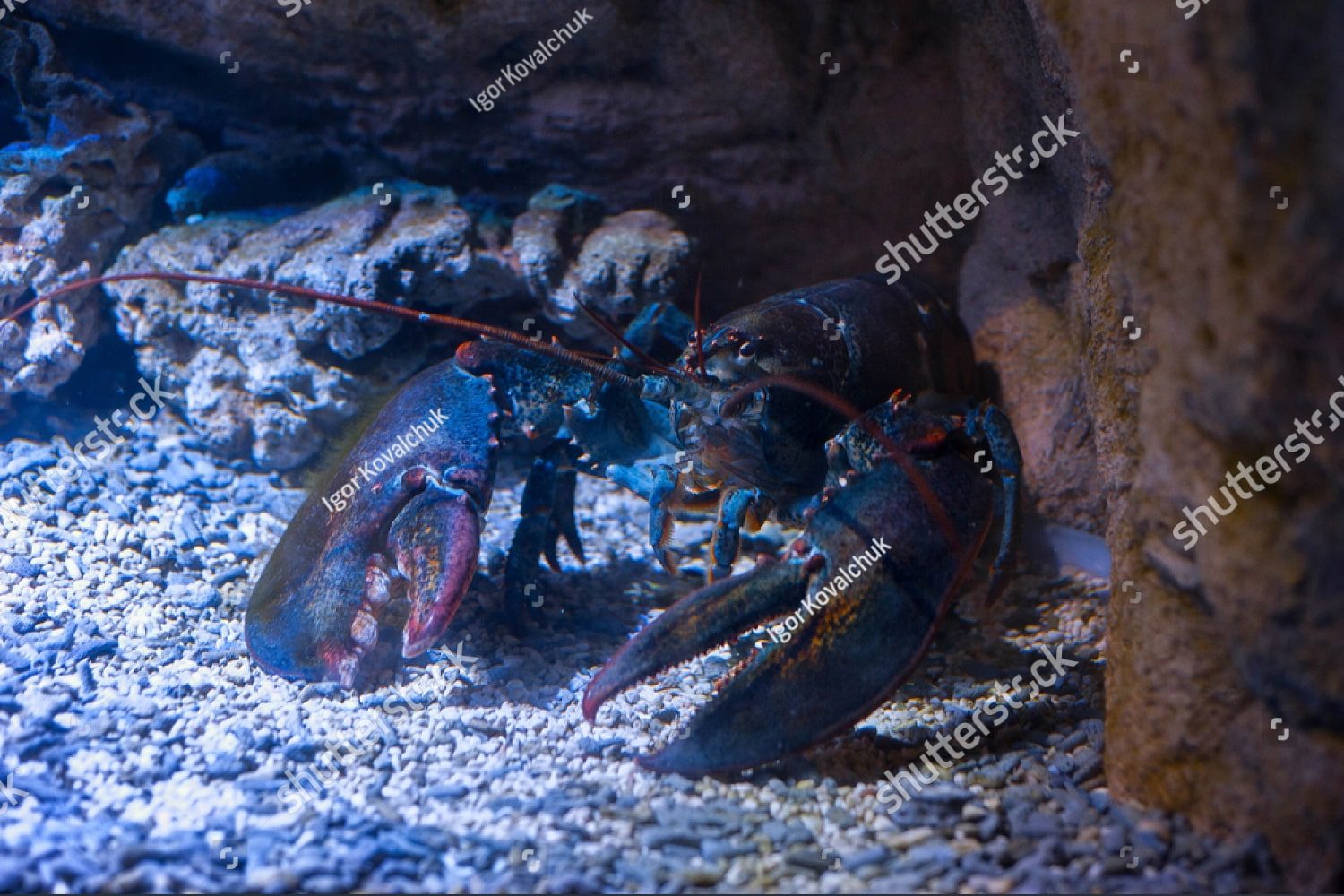 черный омар