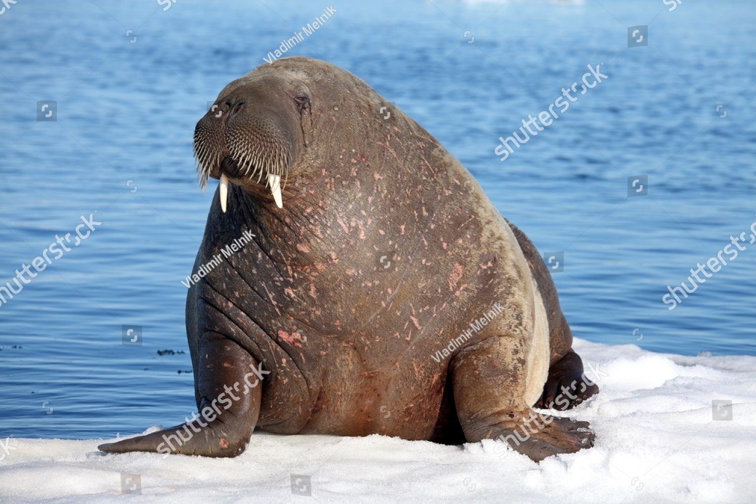 Молодой морж