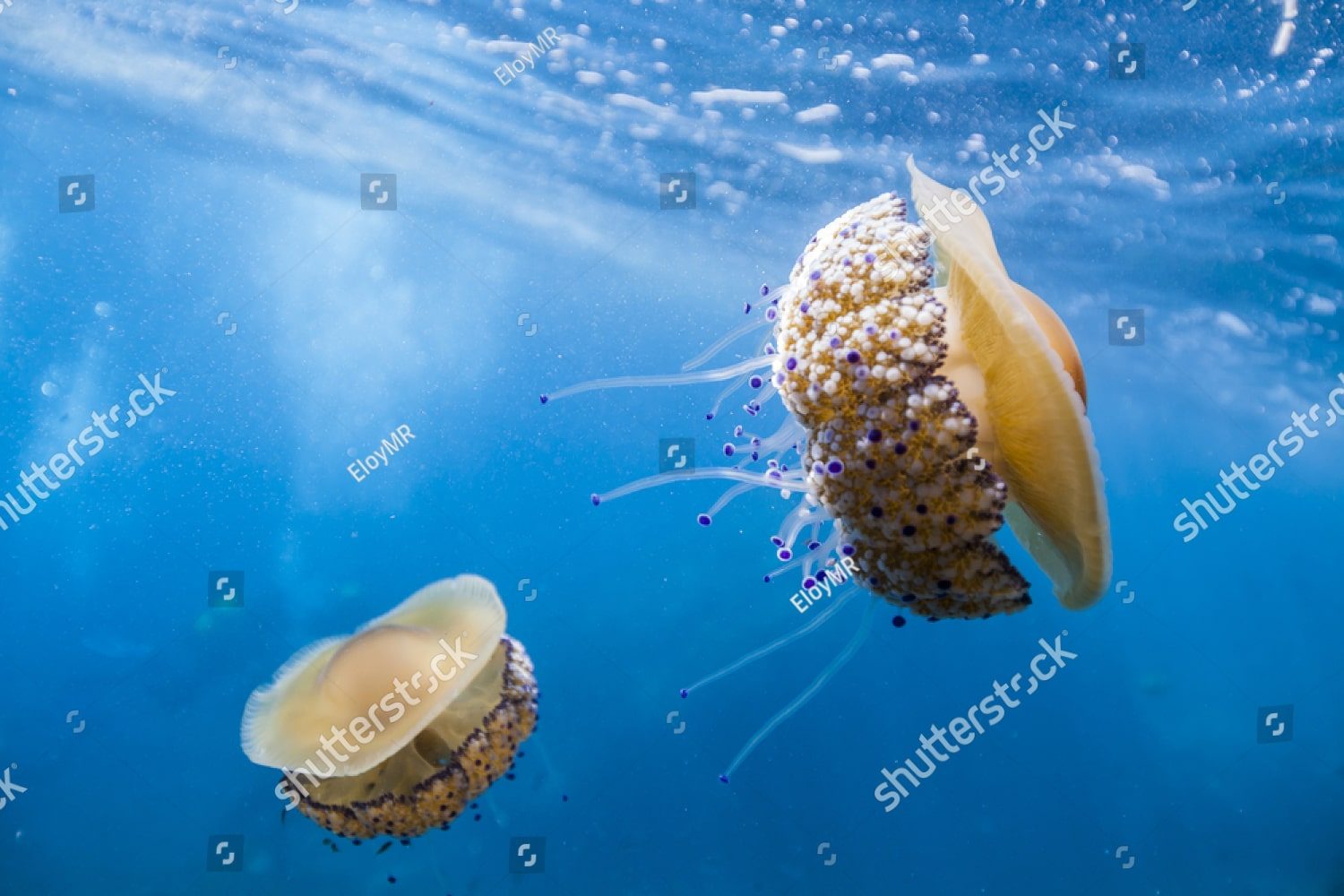Медузы 