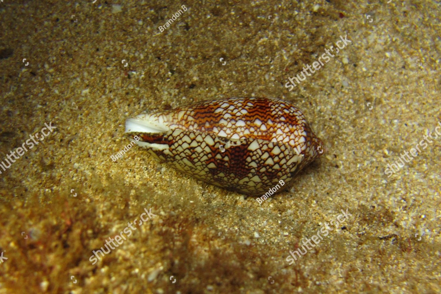 морская раковина 