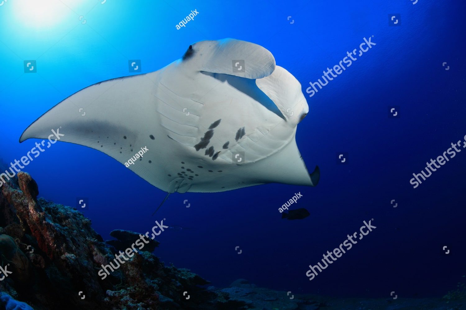 Морской скат