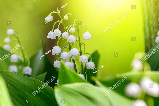 ландыши 3