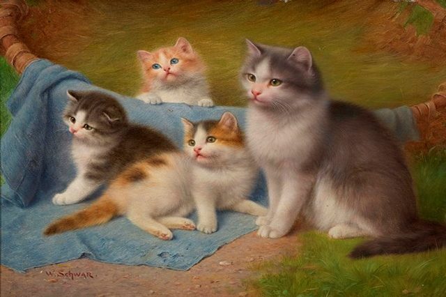   Котята 