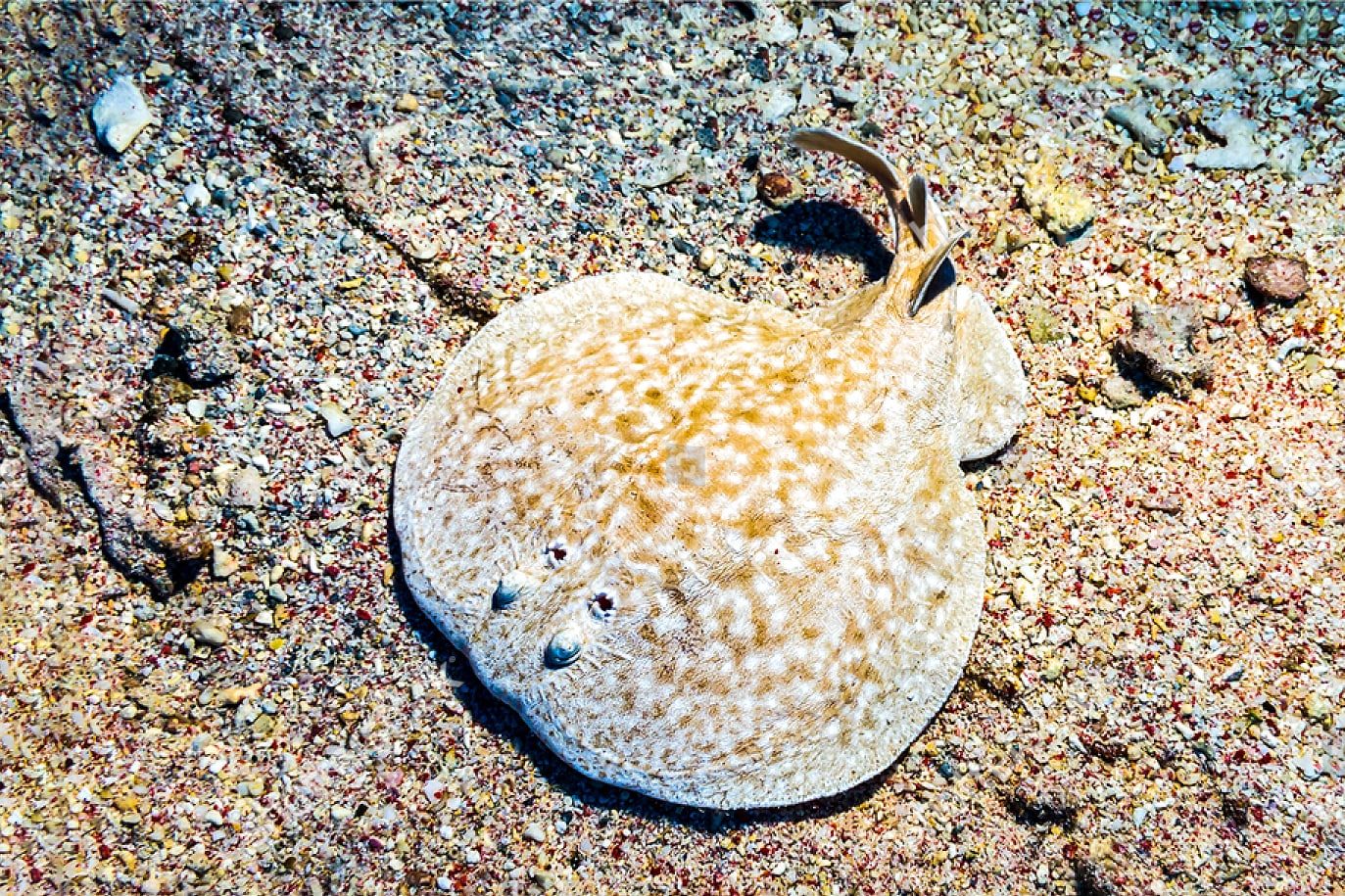 маленький морской скат